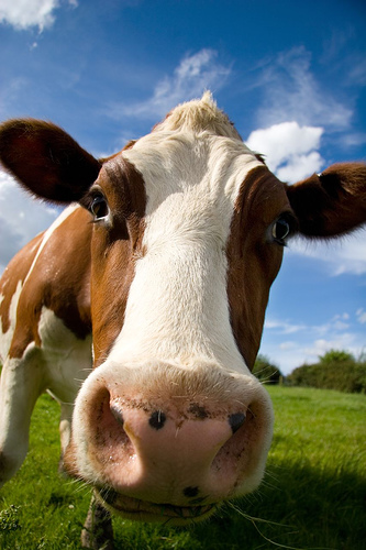 Leite de vaca pode ficar mais doce?