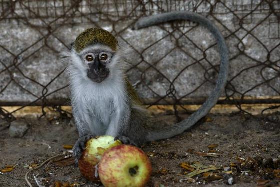 voluntarios-gaza-salvar-animais-abandonados-zoo-560-1