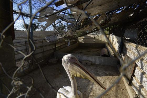 voluntarios-gaza-salvar-animais-abandonados-zoo-560-2