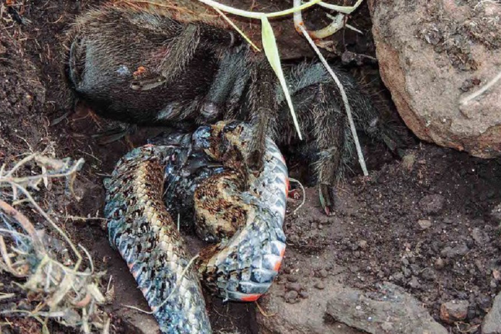 Pela 1ª vez, cientistas flagram aranha comendo cobra Pela 1ª vez, cientistas flagram aranha comendo cobra