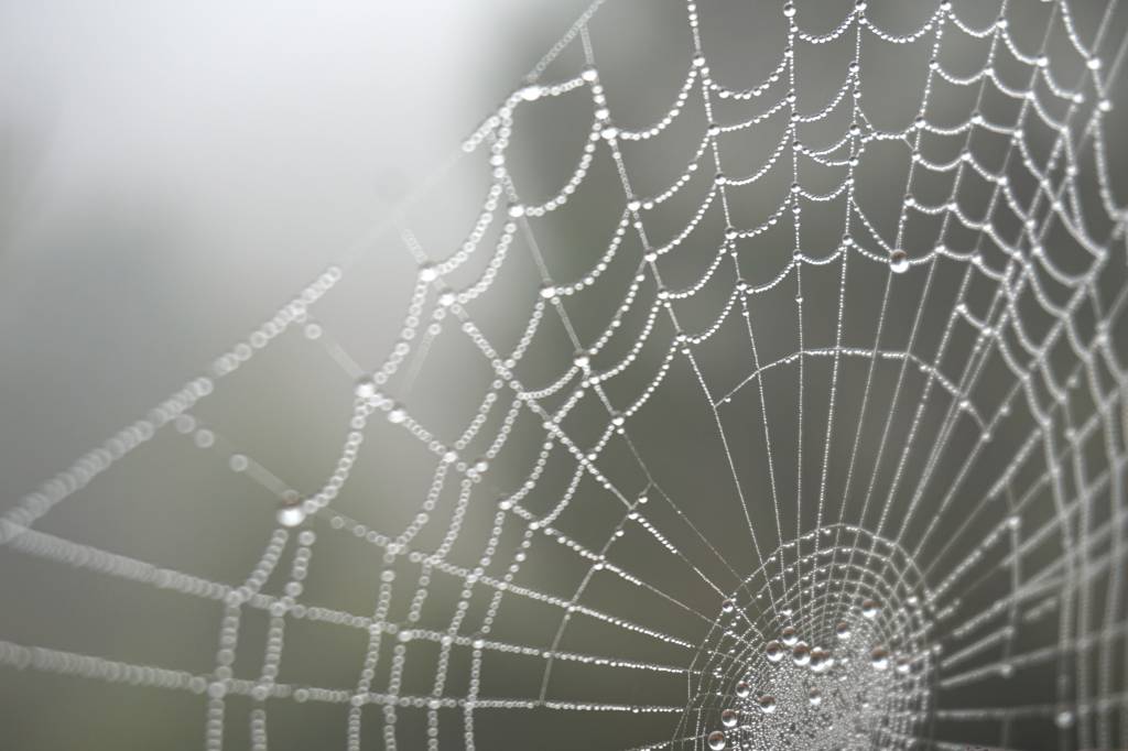 Pela 1ª vez, cientistas flagram aranha comendo cobra