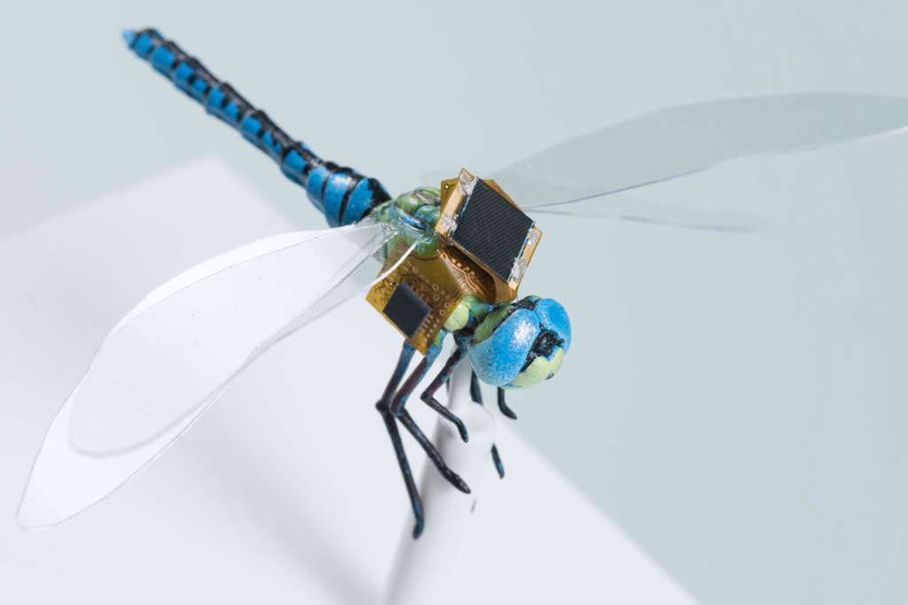 Empresa está transformando libélulas em ciborgues