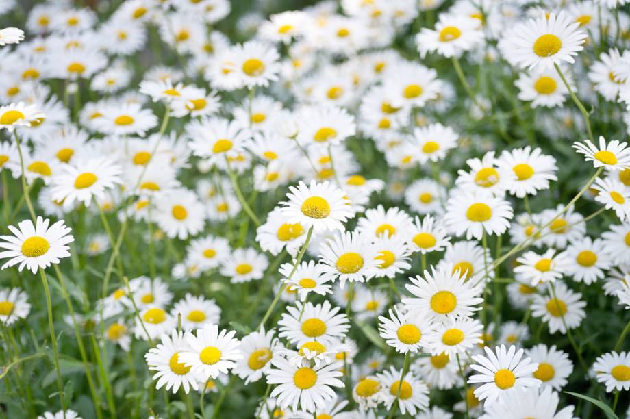 Existem diversas esp&eacute;cies dispon&iacute;veis. As mais importantes delas s&atilde;o a camomila-vulgar e a camomila-romana. O camazuleno, &oacute;leo essencial de sua flor, responde por seus in&uacute;meros pontos positivos. <strong>Forma de uso:</strong> Infus&atilde;o, extrato seco ou fluido, c&aacute;psula e comprimido. <strong>Indica&ccedil;&atilde;o:</strong>Alivia espasmos, ansiedade e atua como sedativo leve. Tem efeito anti-inflamat&oacute;rio na boca. <strong>Contraindica&ccedil;&atilde;o:</strong> Gr&aacute;vidas e al&eacute;rgicos &agrave; planta. <em>Isento de prescri&ccedil;&atilde;o m&eacute;dica.</em>