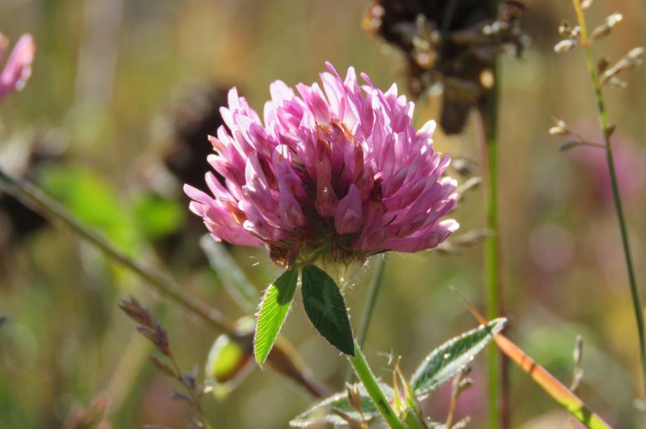 Largamente encontrado na &Aacute;frica, na &Aacute;sia e na Europa, faz parte da farm&aacute;cia tradicional indiana. <strong>Forma de uso:</strong> C&aacute;psula, comprimido e extrato. <strong>Indica&ccedil;&atilde;o:</strong> Melhora dos sintomas da menopausa, dor nas mamas e tens&atilde;o pr&eacute;-menstrual (TPM). <strong>Contraindica&ccedil;&atilde;o:</strong> Gr&aacute;vidas, mulheres que est&atilde;o amamentando, al&eacute;rgicos e sens&iacute;veis, crian&ccedil;as menores de 12 anos e portadores de doen&ccedil;as hormonais (como os dist&uacute;rbios na tireoide e diabete). <em>Exige prescri&ccedil;&atilde;o m&eacute;dica.</em>