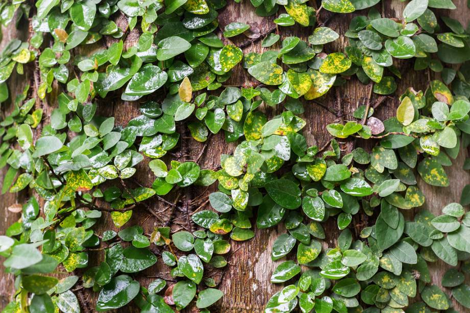 Os incas, antigo povo que habitava o Peru, j&aacute; se valiam do extrato do vegetal para melhorar o aspecto de ferimentos e amenizar descompassos intestinais. Subst&acirc;ncias como a mitrafilina e a pteropodina respondem por suas capacidades terap&ecirc;uticas. <strong>Forma de uso:</strong> C&aacute;psula, comprimido e extrato. <strong>Indica&ccedil;&atilde;o:</strong> Anti-inflamat&oacute;rio. <strong>Contraindica&ccedil;&atilde;o:</strong> Gr&aacute;vidas e mulheres que est&atilde;o amamentando. <em>Isento de prescri&ccedil;&atilde;o m&eacute;dica.</em>