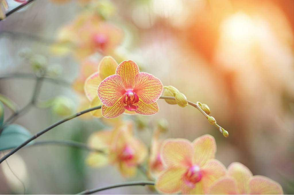 <strong>Orquídea</strong> | Sentido: Status. Origem: Século 19. Nobres ingleses contratavam botânicos aventureiros para recolher espécimes da flor em regiões remotas do mundo, da selva peruana à Índia. Esses caras ficaram tão famosos que receberam inclusive nome, orchid hunters – “caçadores de orquídeas”. <strong>Orquídea</strong> | Sentido: Status. Origem: Século 19. Nobres ingleses contratavam botânicos aventureiros para recolher espécimes da flor em regiões remotas do mundo, da selva peruana à Índia. Esses caras ficaram tão famosos que receberam inclusive nome, orchid hunters – “caçadores de orquídeas”.