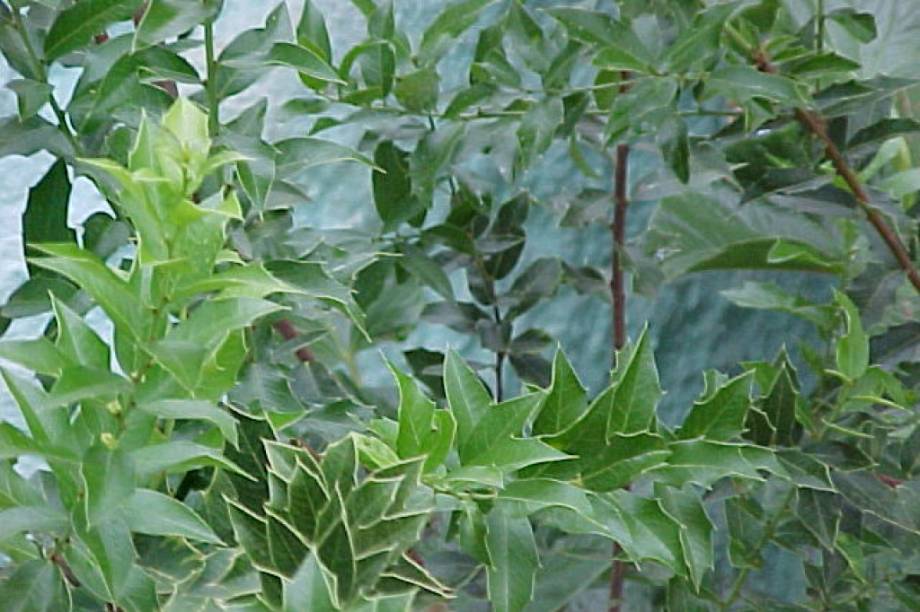 Quercetina, campferol e maetanino s&atilde;o os elementos respons&aacute;veis pelo al&iacute;vio da azia. Seus poderes foram comprovados numa s&eacute;rie de estudos realizados em universidades brasileiras. <strong>Forma de uso:</strong> C&aacute;psula, comprimido e infus&atilde;o. <strong>Indica&ccedil;&atilde;o:</strong> Combate dificuldades de digest&atilde;o, tem a&ccedil;&atilde;o anti&aacute;cida e protege a mucosa do est&ocirc;mago. <strong>Contraindica&ccedil;&atilde;o:</strong> Gr&aacute;vidas, mulheres que est&atilde;o amamentando e crian&ccedil;as com menos de 6 anos. <em>Isento de prescri&ccedil;&atilde;o m&eacute;dica.</em>