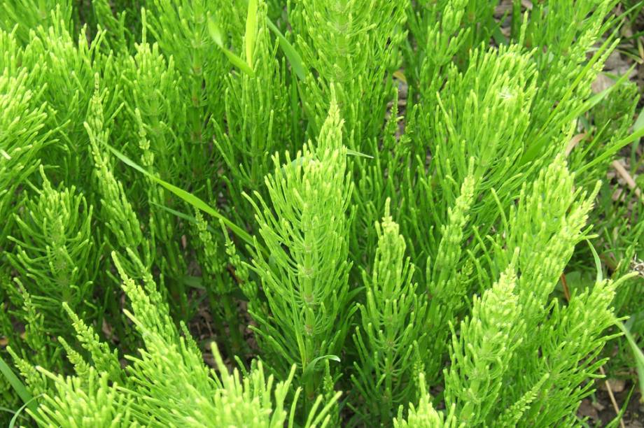 Seus ramos alongados e delgados lembram o rabo de um cavalo &ndash; da&iacute; sua nomenclatura. <strong>Forma de uso:</strong> C&aacute;psula, comprimido, tintura com &aacute;lcool e infus&atilde;o. <strong>Indica&ccedil;&atilde;o:</strong> Diur&eacute;tico, ou seja, aumenta a secre&ccedil;&atilde;o e a excre&ccedil;&atilde;o de urina. <strong>Contraindica&ccedil;&atilde;o:</strong> Crian&ccedil;as, gr&aacute;vidas, mulheres que est&atilde;o amamentando, al&eacute;rgicos a algum componente da planta e pessoas a quem se recomenda a ingest&atilde;o reduzida de l&iacute;quidos, caso de portadores de insufici&ecirc;ncia card&iacute;aca ou renal. <em>Isento de prescri&ccedil;&atilde;o m&eacute;dica.</em>