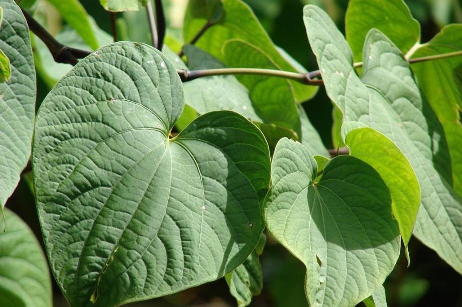 A raiz, descoberta pelo navegador ingl&ecirc;s James Cook (1728-1779), promove o relaxamento muscular. <strong>Forma de uso:</strong> C&aacute;psula, comprimido ou extrato. <strong>Indica&ccedil;&atilde;o:</strong> Est&aacute;gios leves e moderados de ansiedade e ins&ocirc;nia. O uso, por&eacute;m, est&aacute; restrito a oito semanas, no m&aacute;ximo. <strong>Contraindica&ccedil;&atilde;o:</strong> Gr&aacute;vidas, mulheres que est&atilde;o amamentando, crian&ccedil;as menores de 12 anos, indiv&iacute;duos com depress&atilde;o ou doen&ccedil;as no f&iacute;gado, como hepatite e icter&iacute;cia. <em>Exige prescri&ccedil;&atilde;o m&eacute;dica.</em>