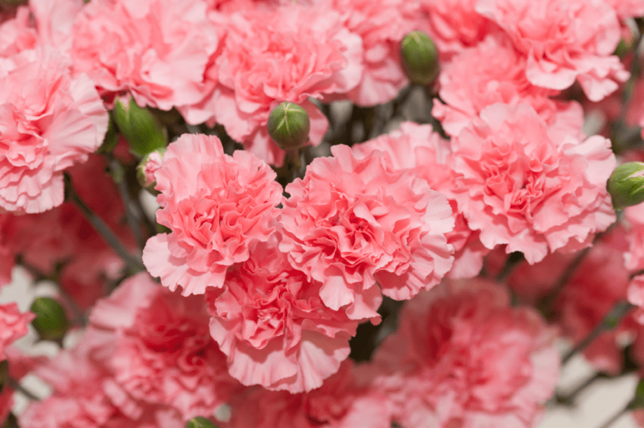 <strong>Cravo</strong> | Sentido: Dor-de-cotovelo. Origem: A flor mais masculina (usada até hoje por noivos, pastores evangélicos e cantores românticos na lapela) está associada à mágoa e à decepção amorosa. A origem é medieval e bem difundida nos países ibéricos. Tanto que a modinha O Cravo e a Rosa, de composição de data incerta, é muito popular em Portugal. <strong>Cravo</strong> | Sentido: Dor-de-cotovelo. Origem: A flor mais masculina (usada até hoje por noivos, pastores evangélicos e cantores românticos na lapela) está associada à mágoa e à decepção amorosa. A origem é medieval e bem difundida nos países ibéricos. Tanto que a modinha O Cravo e a Rosa, de composição de data incerta, é muito popular em Portugal.