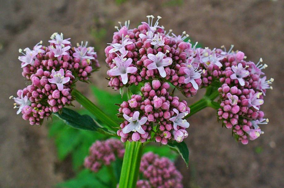 Os valepotriatos, subst&acirc;ncias da planta, agem no sistema nervoso central e aliviam o estresse. <strong>Forma de uso:</strong> C&aacute;psula, comprimido, extrato ou tintura. <strong>Indica&ccedil;&atilde;o:</strong> Sedativo moderado com efeito hipn&oacute;tico. Tamb&eacute;m tem valor no tratamento de dist&uacute;rbios do sono que est&atilde;o associados &agrave; ansiedade. <strong>Contraindica&ccedil;&atilde;o:</strong> Al&eacute;rgicos ou sens&iacute;veis a algum dos componentes da f&oacute;rmula, crian&ccedil;as menores de 12 anos, gr&aacute;vidas e mulheres que est&atilde;o amamentando. <em>Exige prescri&ccedil;&atilde;o m&eacute;dica.</em>