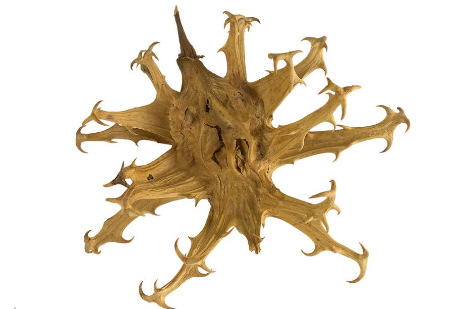 O nome um tanto sinistro dessa planta de origem africana vem do formato de seus galhos e folhas. <strong>Forma de uso:</strong> C&aacute;psula ou comprimido. <strong>Indica&ccedil;&atilde;o:</strong> Dores moderadas nas articula&ccedil;&otilde;es e inc&ocirc;modos agudos nas costas, com destaque para a regi&atilde;o lombar da coluna. <strong>Contraindica&ccedil;&atilde;o:</strong> Pessoas com c&aacute;lculos biliares, menores de 18 anos, gr&aacute;vidas, mulheres que est&atilde;o amamentando, al&eacute;rgicos ou sens&iacute;veis a algum dos compostos. <em>Isento de prescri&ccedil;&atilde;o m&eacute;dica.</em>