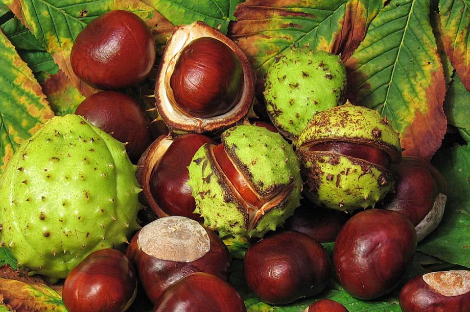 A escina, subst&acirc;ncia que marca presen&ccedil;a nesta semente, fortalece os vasos sangu&iacute;neos. <strong>Forma de uso:</strong> C&aacute;psula, comprimido e gel. <strong>Indica&ccedil;&atilde;o:</strong> Fragilidade dos cabelos e insufici&ecirc;ncia venosa, que pode ocorrer em quadros de varizes nas pernas ou hemorroidas. <strong>Contraindica&ccedil;&atilde;o:</strong> Crian&ccedil;as, al&eacute;rgicos ou sens&iacute;veis a algum dos componentes do fitoter&aacute;pico e pacientes com insufici&ecirc;ncia renal ou hep&aacute;tica. <em>Isento de prescri&ccedil;&atilde;o m&eacute;dica.</em>