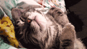dormir dormir