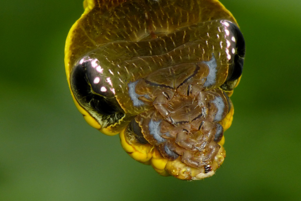 As 11 maiores camuflagens do reino animal