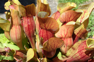 planta_carnivora_1 planta_carnivora_1