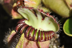 planta_carnivora_2 planta_carnivora_2