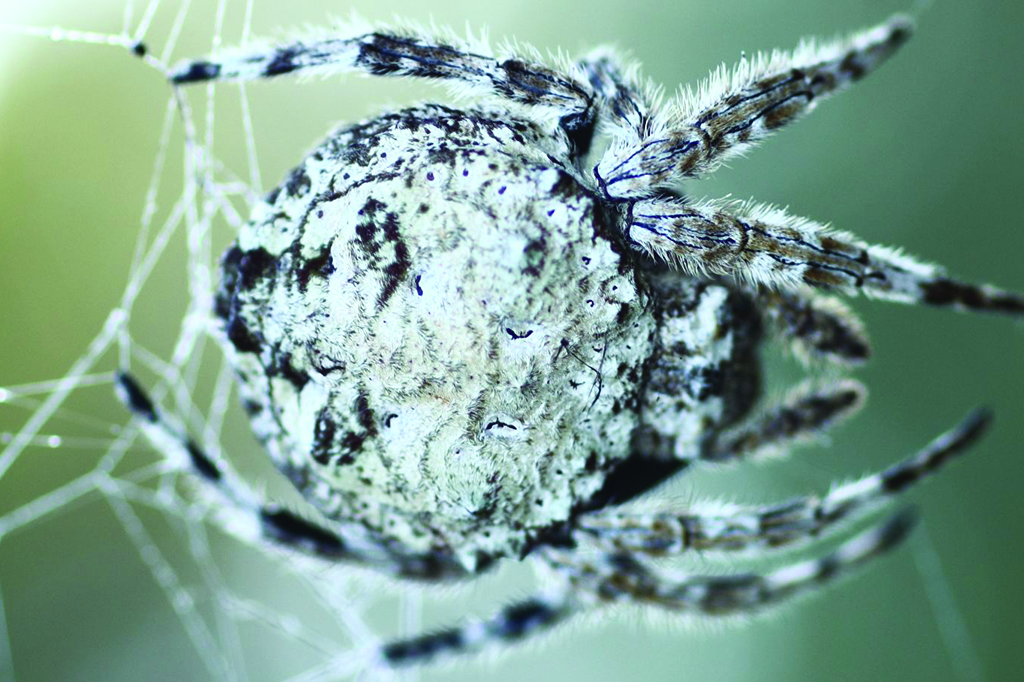 Aranhas curtem sexo oral