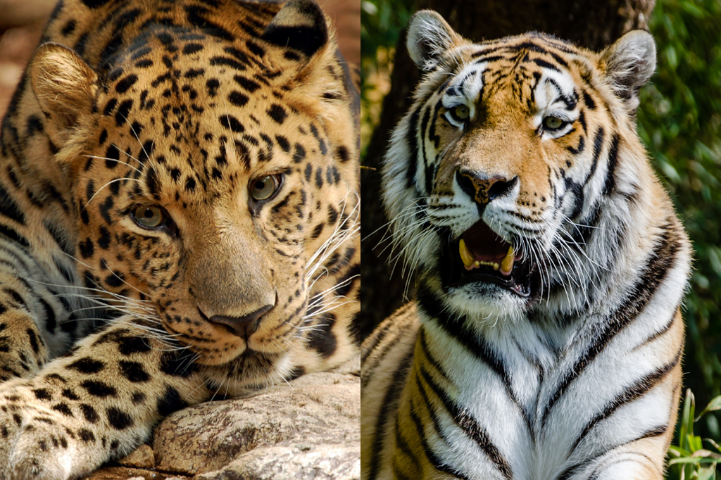 China cria parque natural gigante para salvar o tigre siberiano