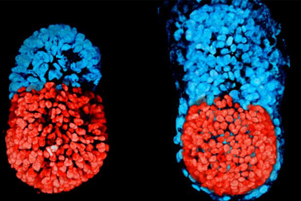 O primeiro embrião artificial da história saiu do papel