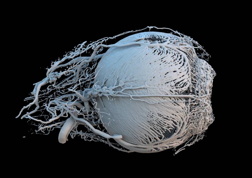 Esse é o olho de um porco. A imagem mostra em detalhes as veias que circundam o órgão e trazem sangue (e energia) para os músculos que controlam a região. Ainda é possível ver em detalhes a abertura para entrada de luz. As veias menores ganharam um belo zoom – se fossem representadas em tamanho real, mediriam 0,02 mm.