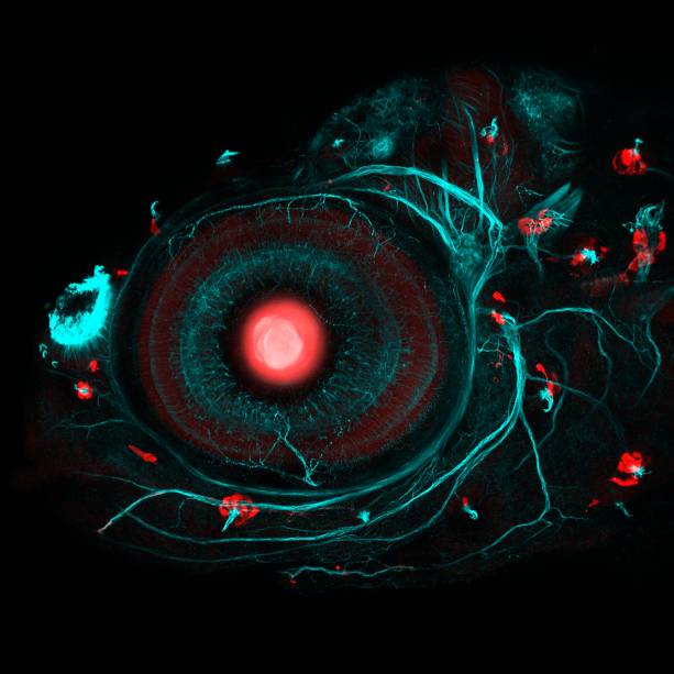 Isso é um embrião de peixe-zebra modificado geneticamente. Os pesquisadores da Universidade de Londres alteraram os genes do animal para que partes específicas dele ficassem fluorescentes – a ideia é ajudar a identificar como funcionam as membranas do bicho, usadas por ele para analisar o movimento das águas ao seu redor (é assim que ele percebe que está sendo seguido por predadores, por exemplo).