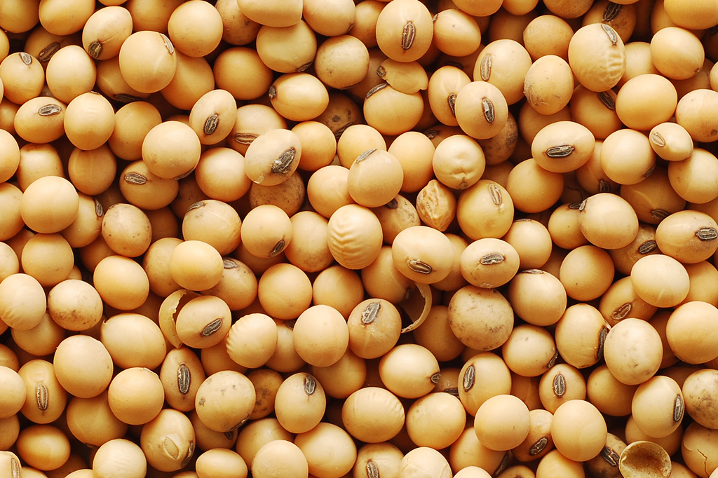 4 alimentos que protegem a saúde – e ajudam a queimar gordura 4 alimentos que protegem a saúde – e ajudam a queimar gordura