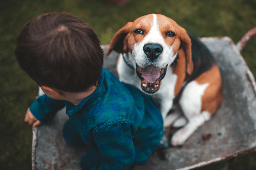 Animais de estimação diminuem casos de alergia e obesidade