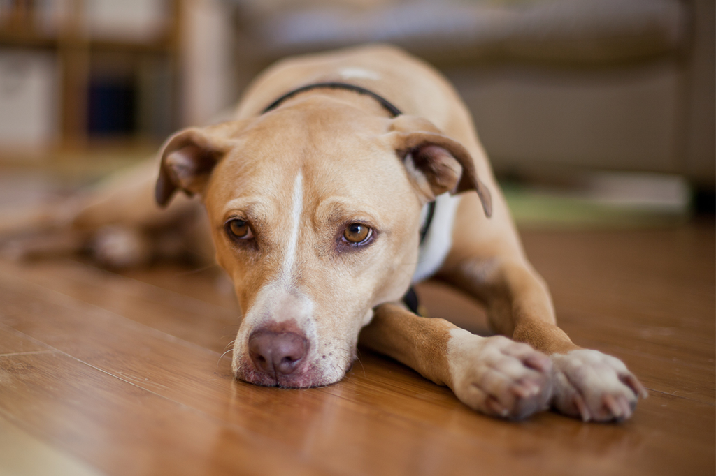 Animais ficam depressivos e cometem suicídios?
