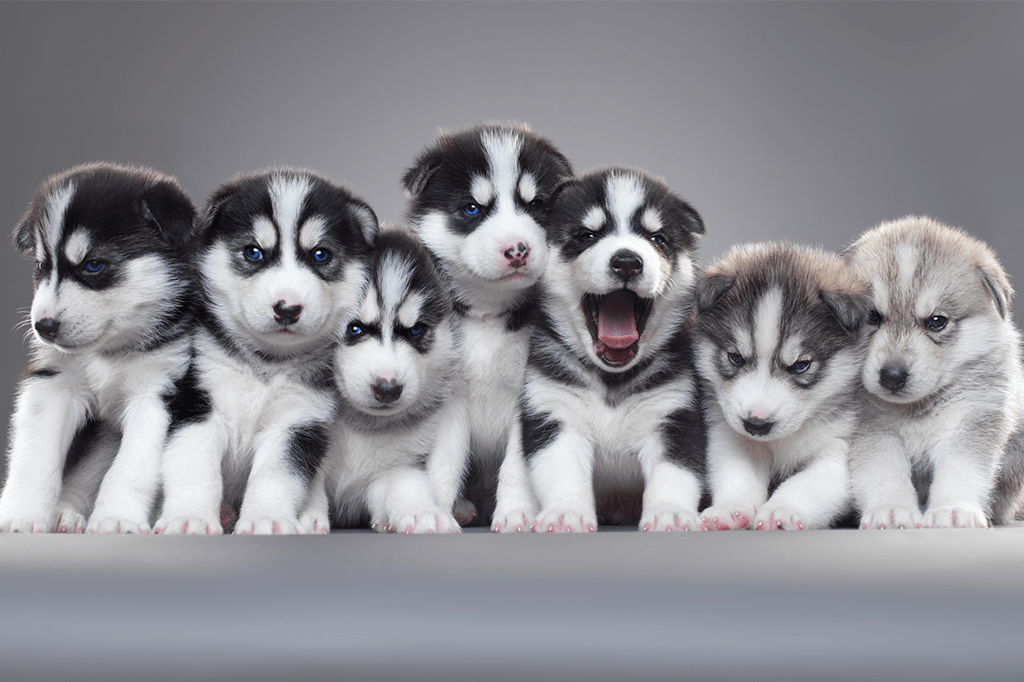 Esta é a nova árvore genealógica das raças de cachorro