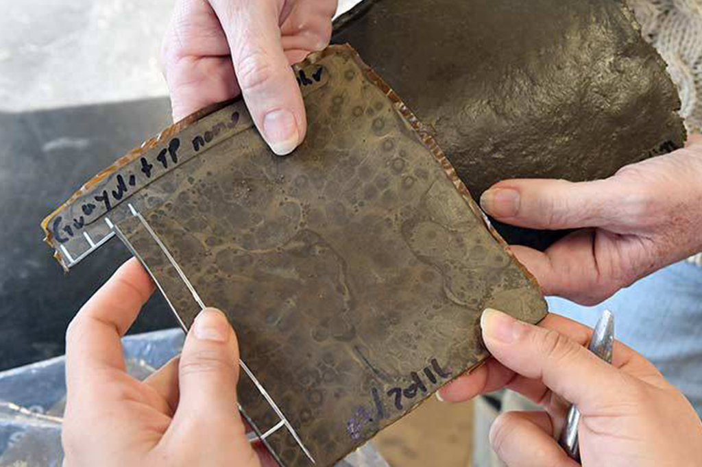 Pneu do futuro poderá ser feito de tomate e casca de ovo