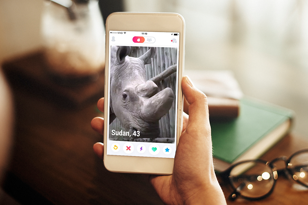 Rinoceronte mais raro do mundo ganha perfil no Tinder