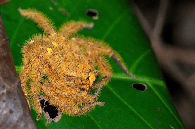 Heteropoda davidbowie Heteropoda davidbowie