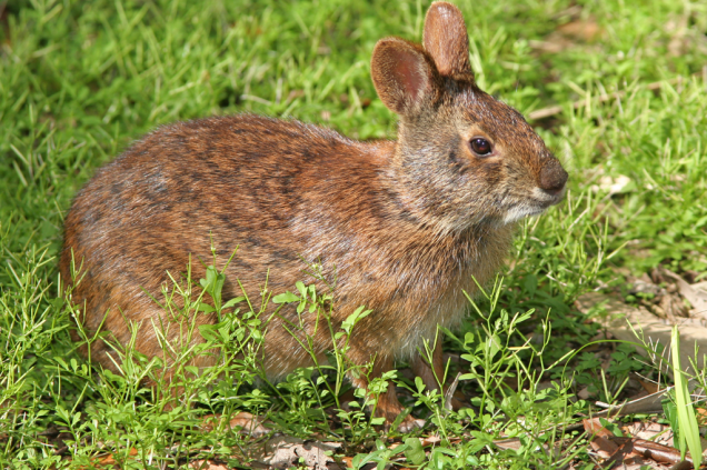 Sylvilagus palustris hefneri Sylvilagus palustris hefneri