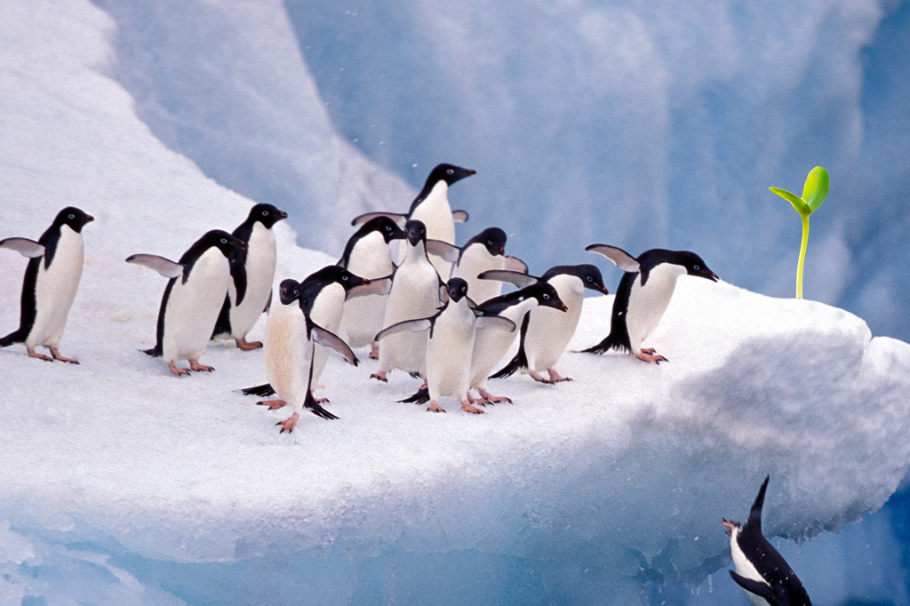 A Antártica está sendo tomada por vegetação – e isso não é bom