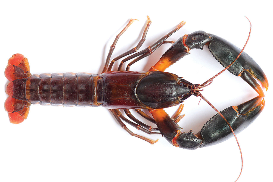 Cherax snowden