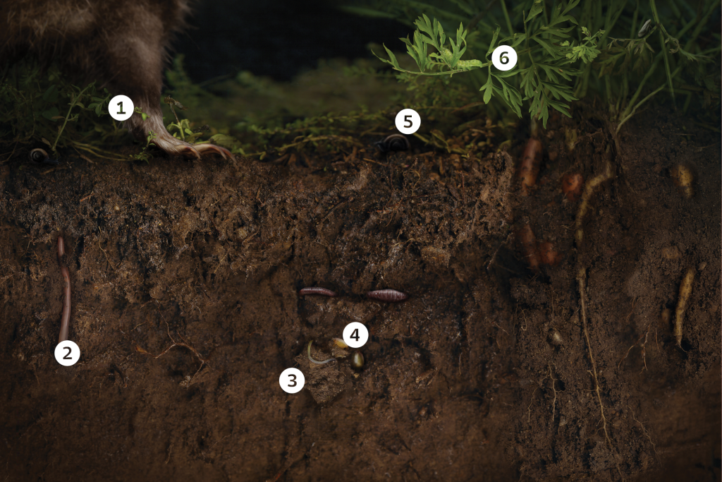 Fotógrafa usa scanner para registrar a vida subterrânea no quintal de casa