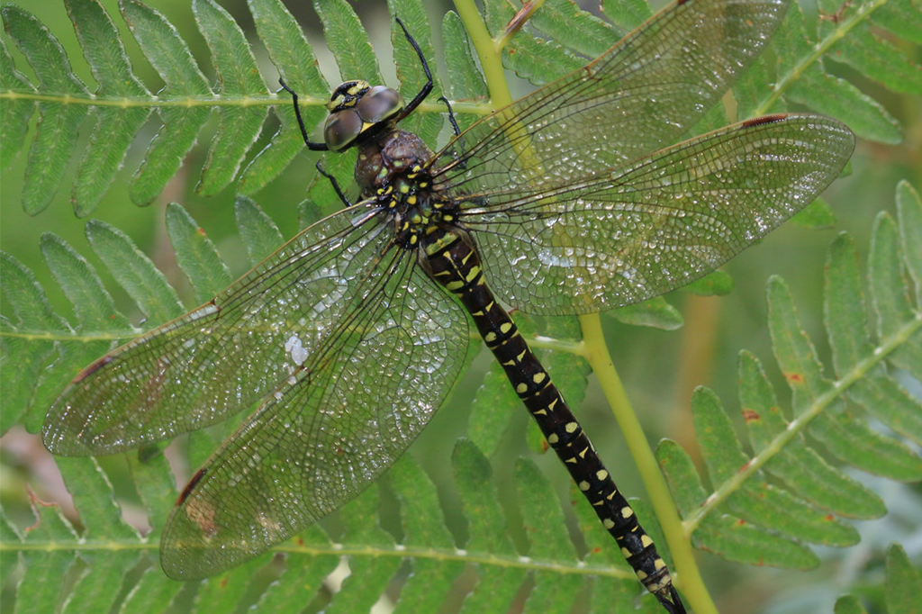 Fêmeas (de libélula) fingem morrer para evitar assédio de machos