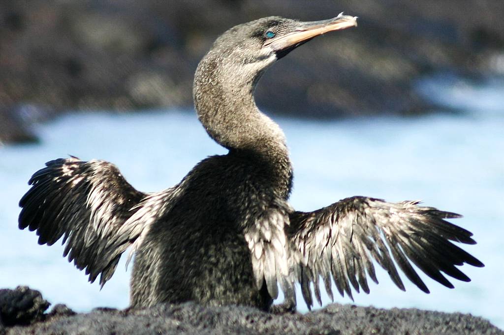 Ilhas Galápagos voltam ao palco principal da ciência