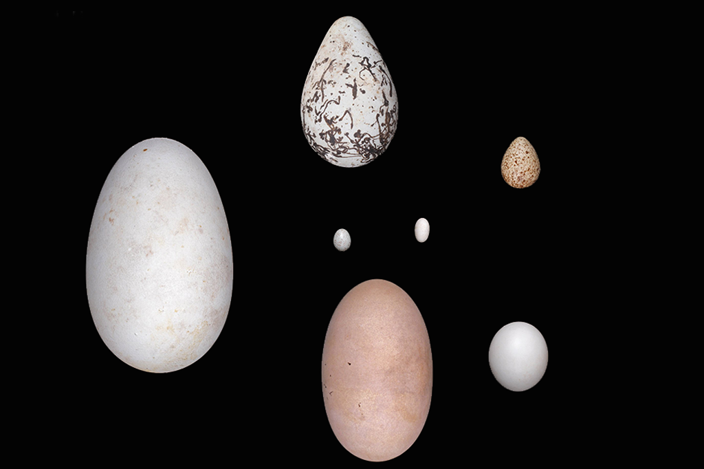 Por que os ovos de pássaros variam tanto?