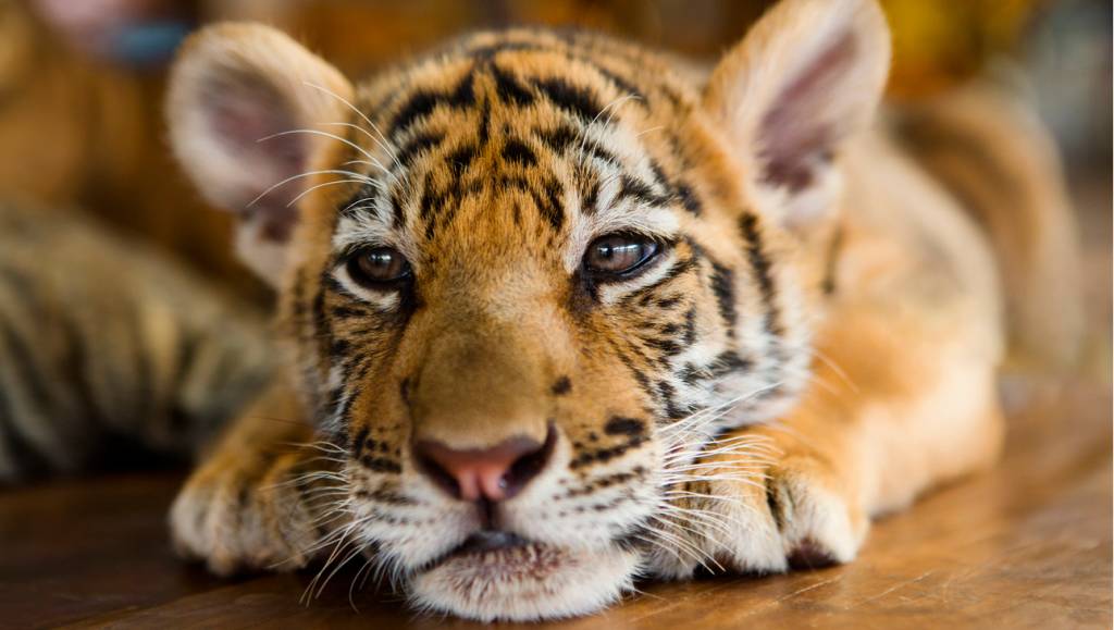Tigres são criados para virar comida no Laos