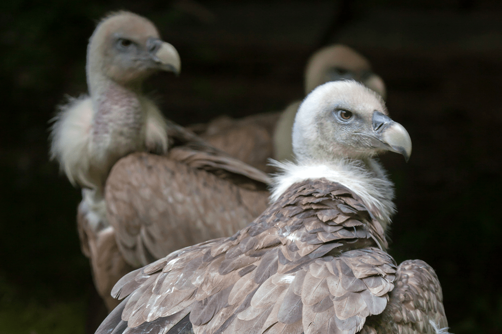Dois urubus machos chocam ovo abandonado em zoológico da Holanda