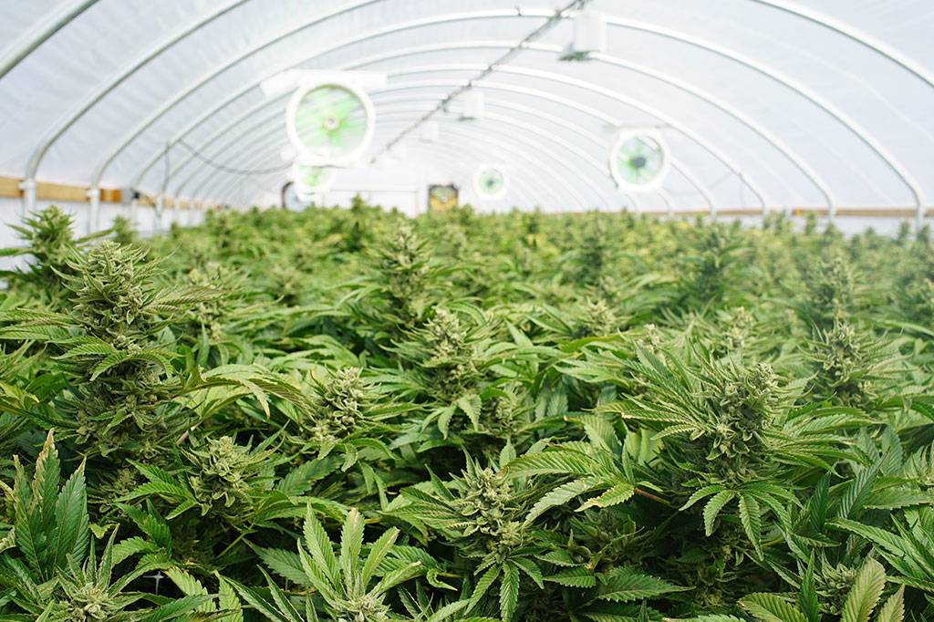 Uruguai começou hoje a vender maconha na farmácia