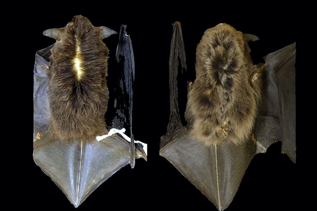 Brasileiro descobre primeiro mamífero exclusivo de Trinidad e Tobago