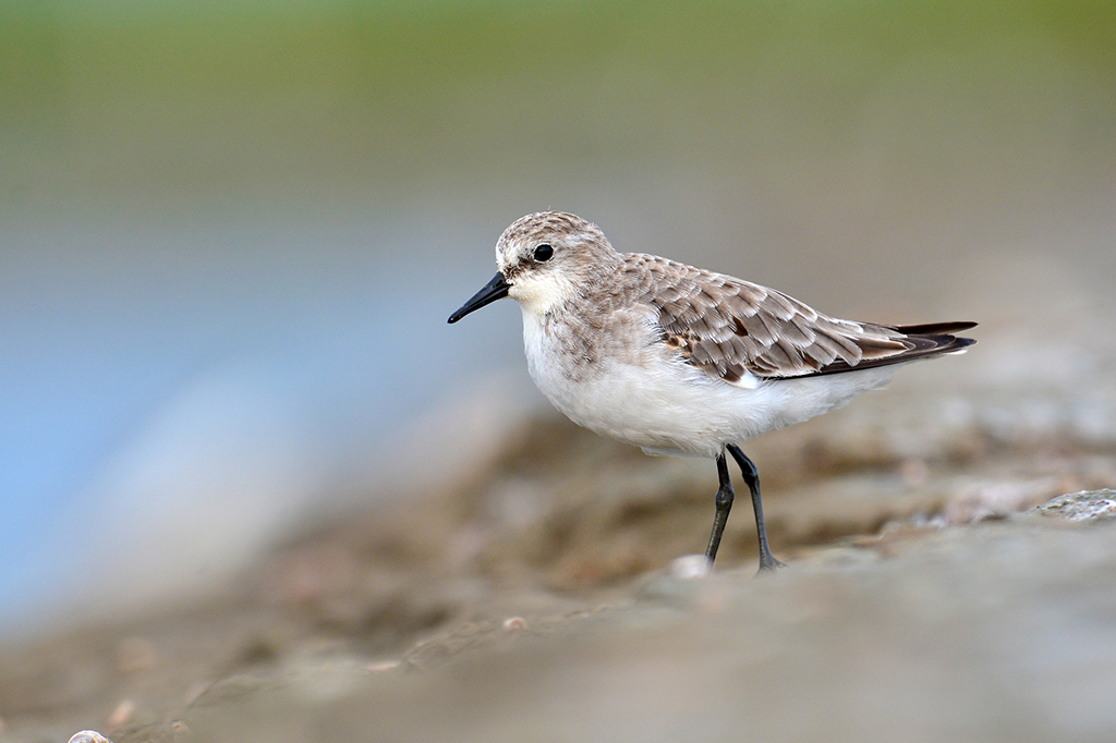 Novo vírus é descoberto em aves do Rio Grande do Sul