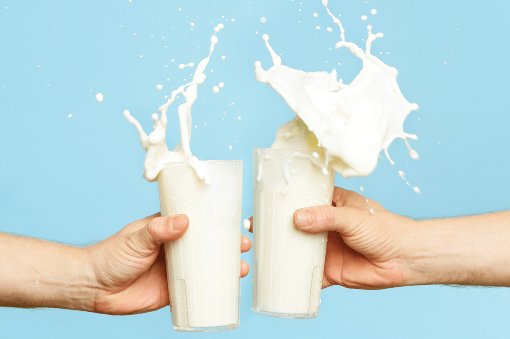 O homem é o único mamífero que bebe leite depois de adulto?