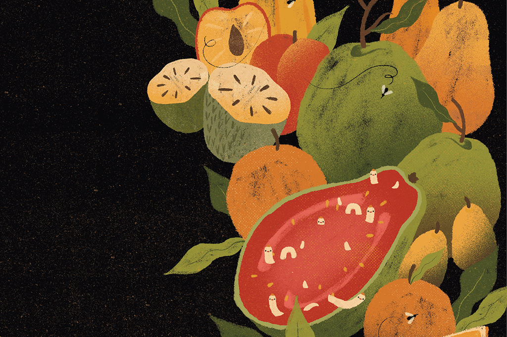 Para onde vai o bicho da goiaba quando não é época de goiaba?