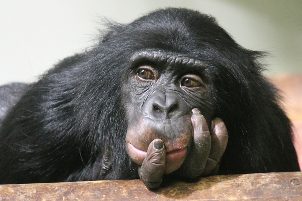 Chimpanzés aprendem a jogar pedra, papel e tesoura