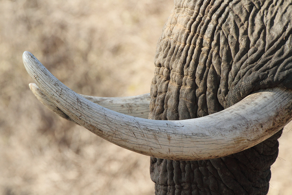 De que é feito e como se forma o marfim dos elefantes?