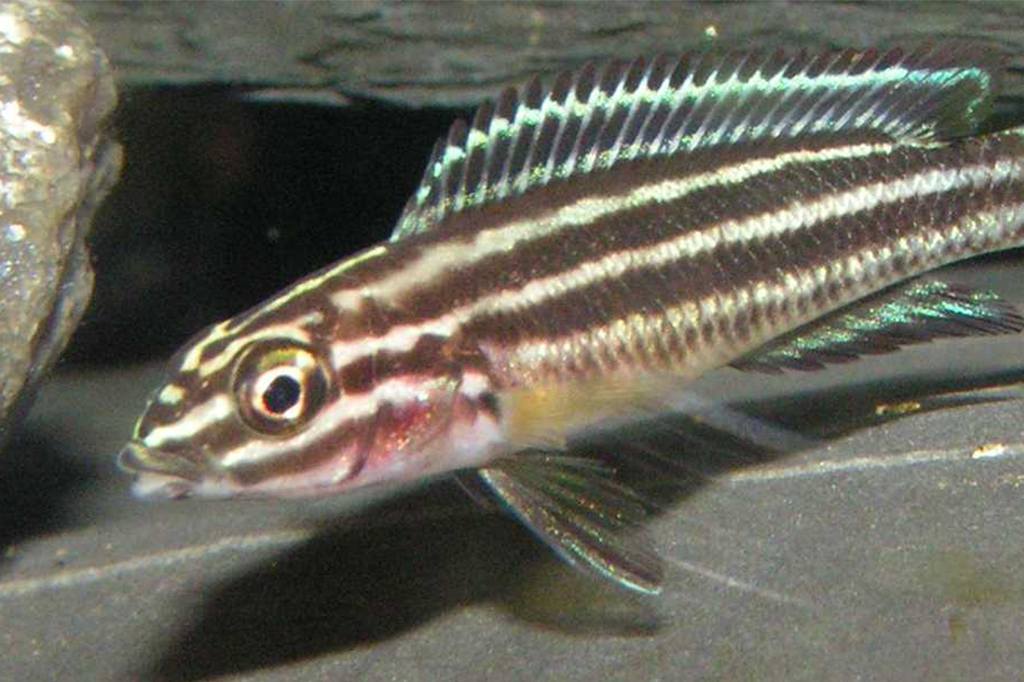 Peixes são capazes de reconhecer rostos e podem ter amigos